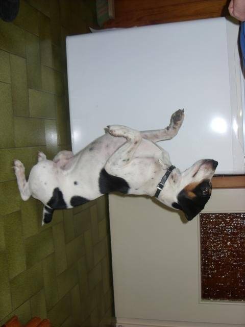 jack russell bidule - Jack Russell