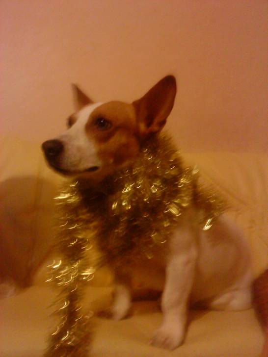 Noé - Jack Russell Mâle