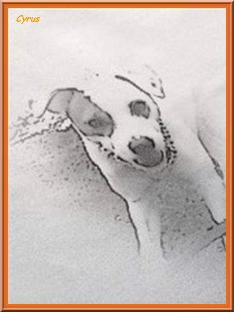 Cyrus, Jack Russell - Jack Russell
