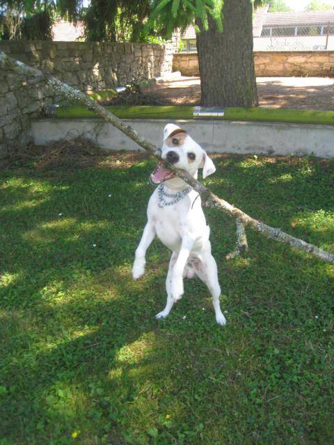 Cyrus, Jack Russell - Jack Russell