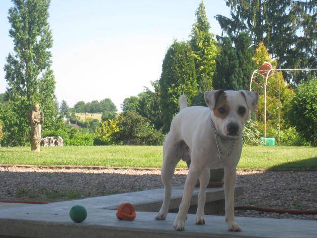 Cyrus, Jack Russell - Jack Russell