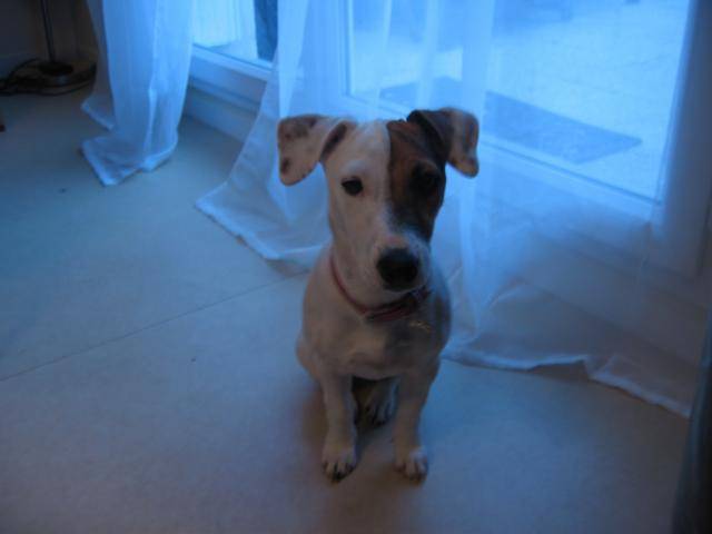 jack russell - Jack Russell