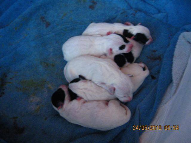 jack russell - Jack Russell