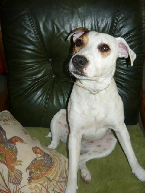 Cyrus, Jack Russell - Jack Russell