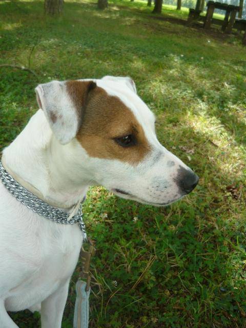 Cyrus, Jack Russell - Jack Russell