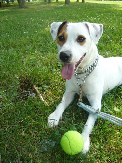Cyrus, Jack Russell - Jack Russell