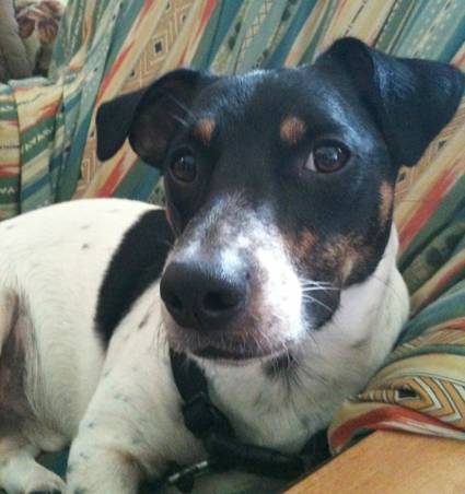 Jack russell - Jack Russell
