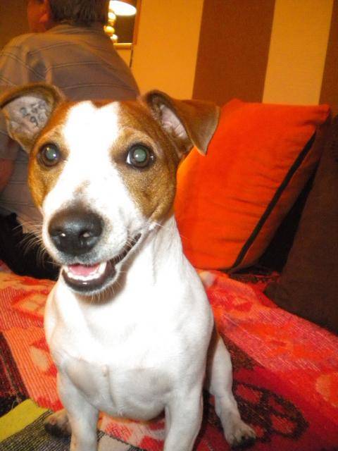 jack russell enzo - Jack Russell