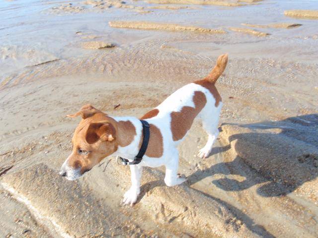 Jack Russell fitzy - Jack Russell