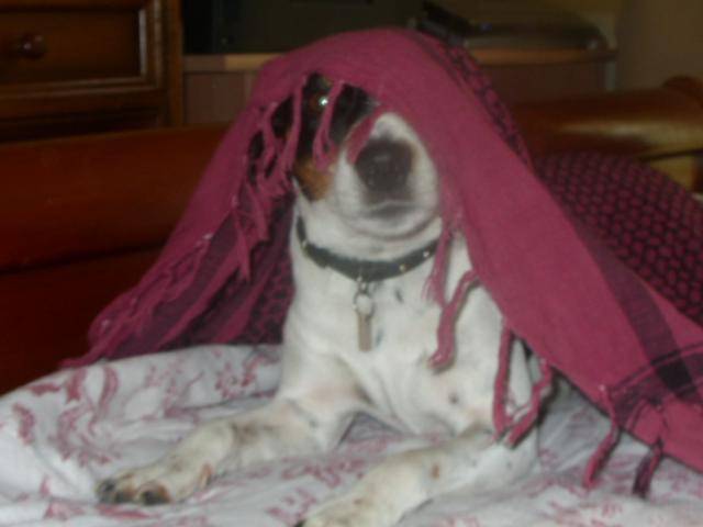 jack russell bidule - Jack Russell