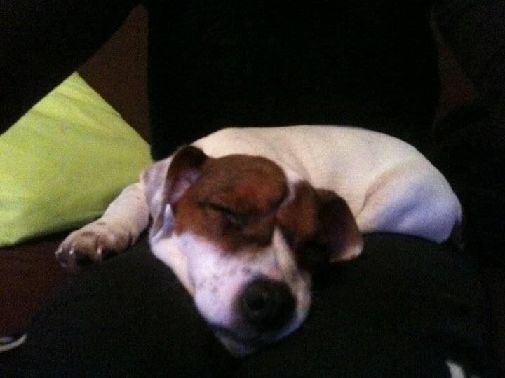 Rox - Jack Russell Mâle (3 mois)