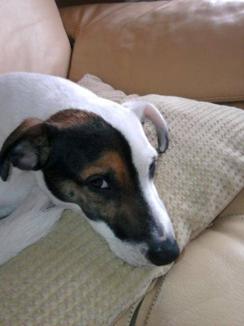 Jack Russell - Krusty - Jack Russell