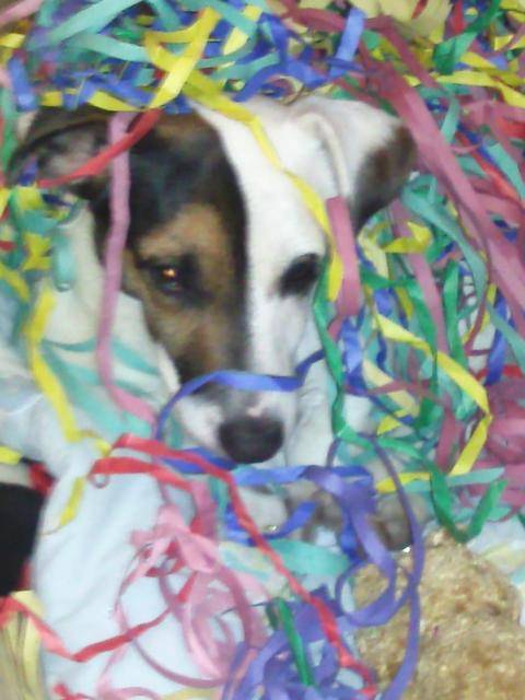 Jack Russell - Krusty - Jack Russell