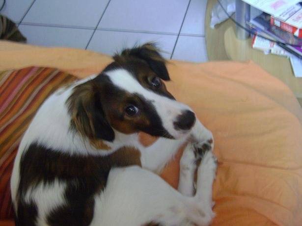 jack russell croisé - Jack Russell