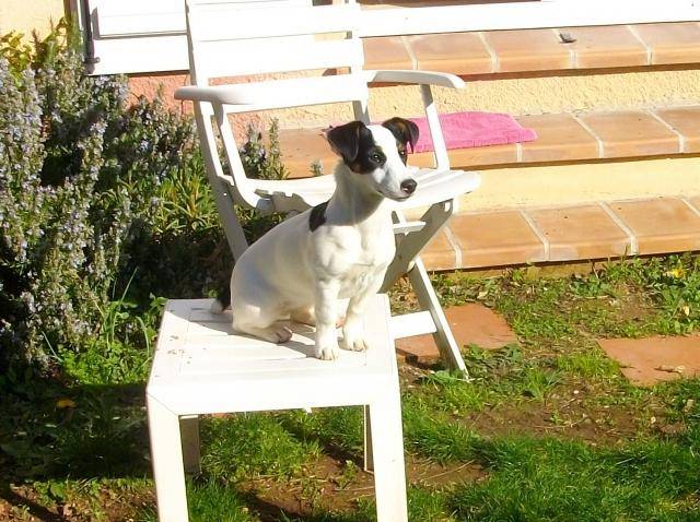 jack russell - Jack Russell