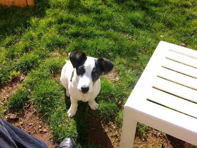 jack russell - Jack Russell