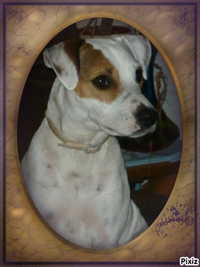 Cyrus, Jack Russell - Jack Russell