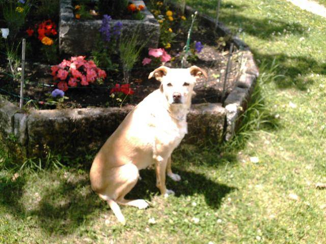 jack russell - Jack Russell