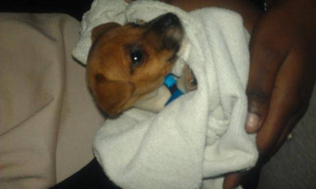 jack russell MADOX - Jack Russell