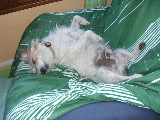Parson Jack Russell - Jack Russell