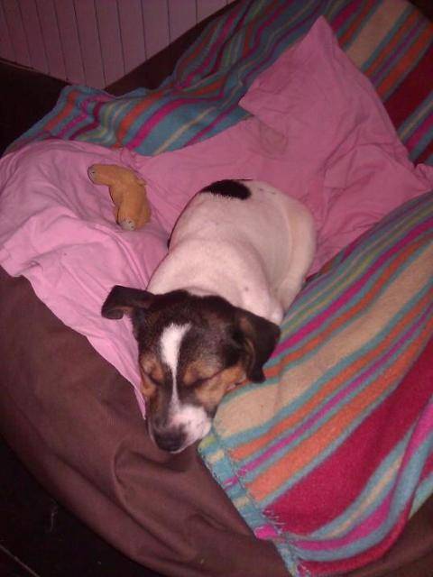 Gaico mon Jack Russell Terrier - Jack Russell