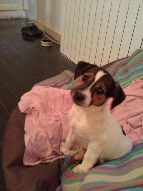 Gaico mon petit jack russell terrier - Jack Russell