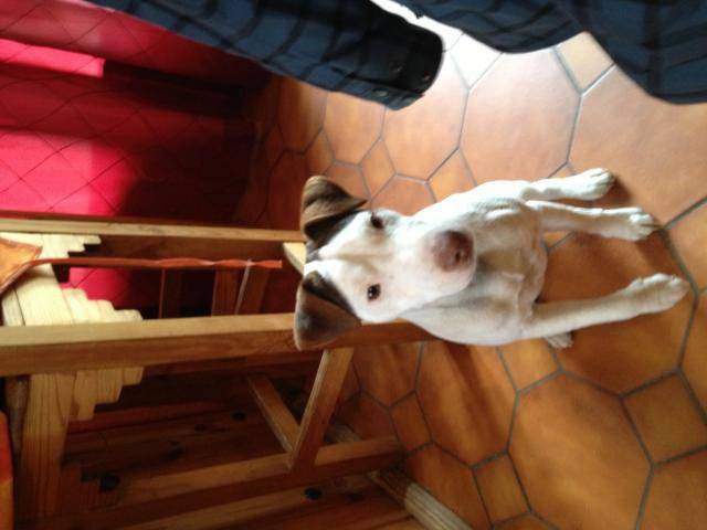 Hogan, Jack russell croisé X - Jack Russell