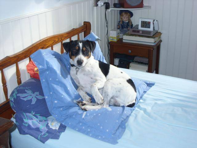 jack russell bidule - Jack Russell