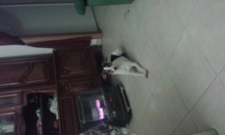 Friscka - Jack Russell (11 mois)