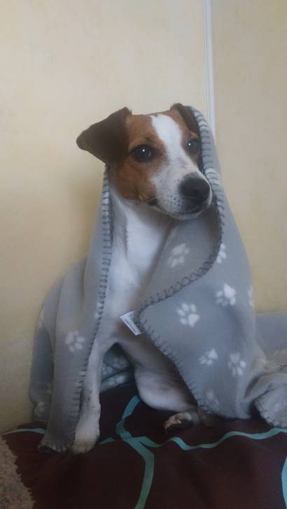 Henjie - Jack Russell (3 ans)