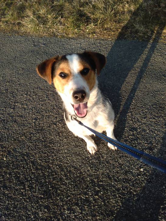 bridou - Jack Russell Mâle (1 an)