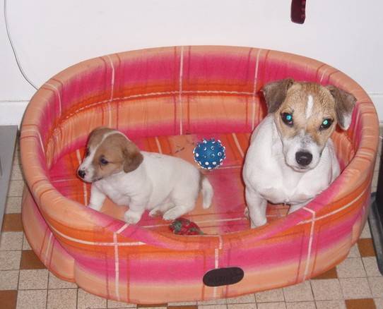 Coxy avec Chopper 4 mois - Jack Russell (4 mois)