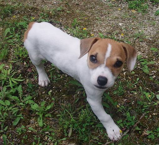 Coxy - Jack Russell