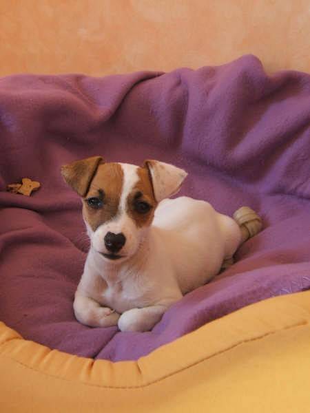 Cannelle 2 mois et demi - Jack Russell (2 mois)