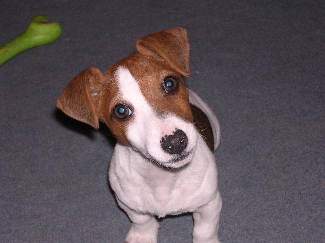 Zoo a 3 mois - Jack Russell (3 mois)
