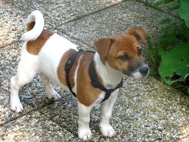 Jack a 5 mois - Jack Russell (5 mois)
