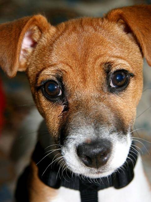 Jack a 6 mois - Jack Russell (6 mois)