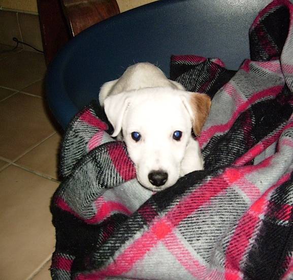 Atol a 4 mois - Jack Russell (4 mois)