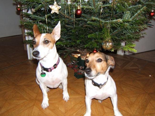 Cannelle et Tornade à Noël - Jack Russell