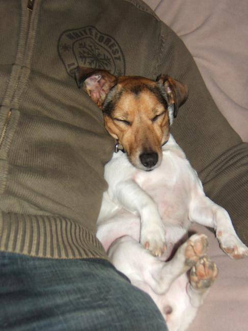 Tornade au pays des songes - Jack Russell