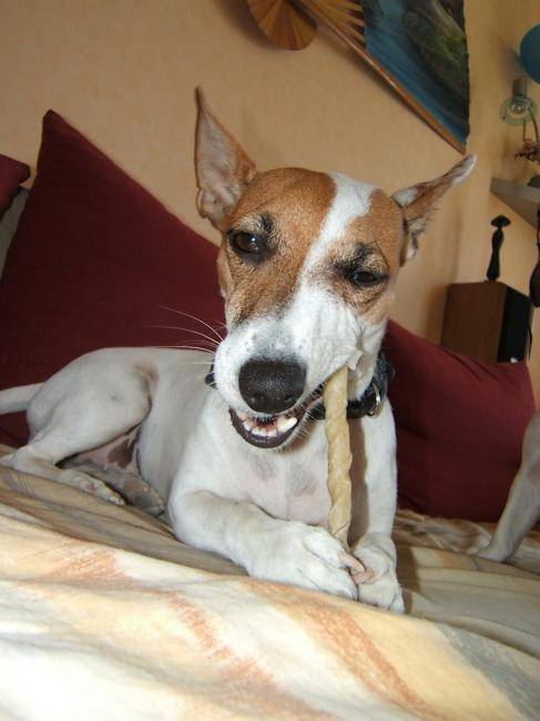 Cannelle et son nonos - Jack Russell