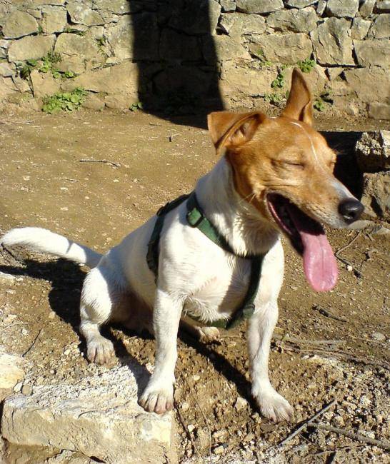 Urrican - Jack Russell