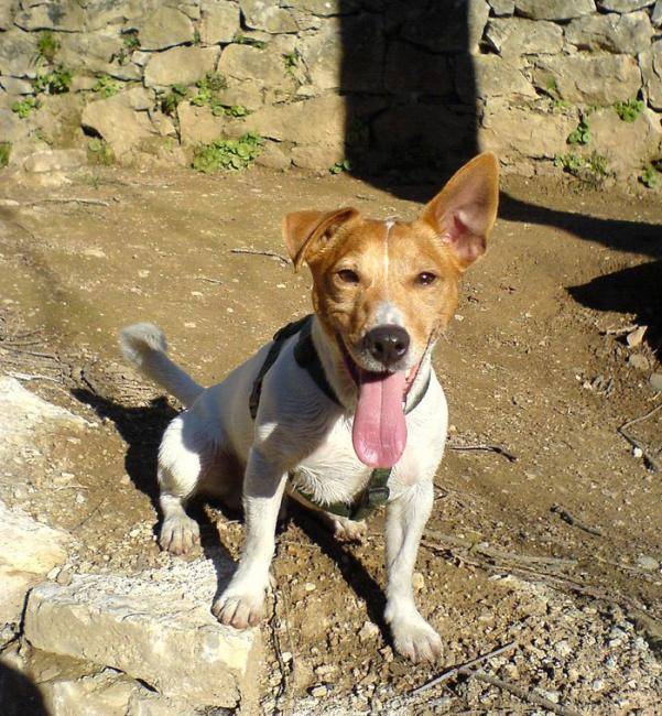 Urrican - Jack Russell