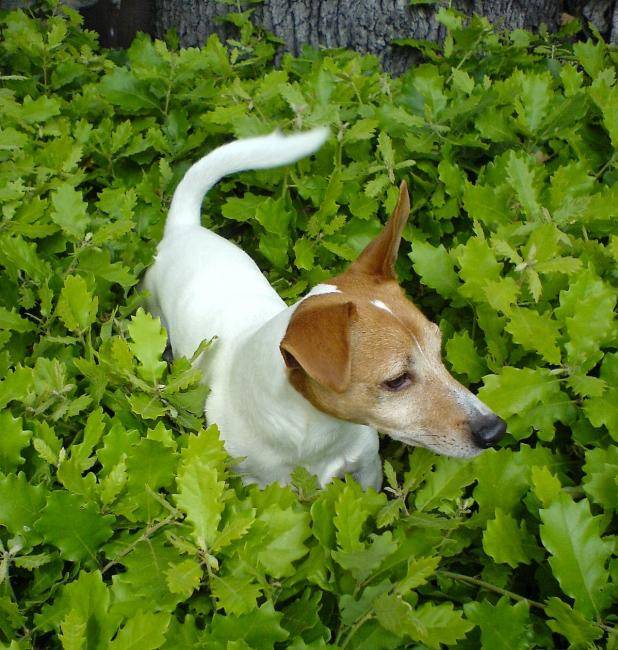 Urrican - Jack Russell