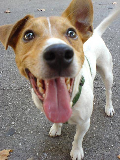 Urrican - Jack Russell
