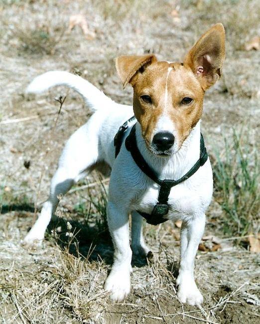 Urrican - Jack Russell
