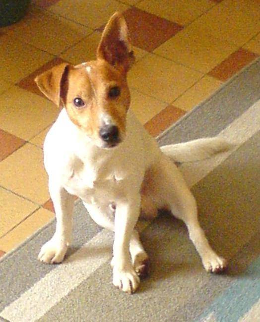Urrican - Jack Russell