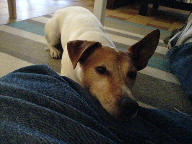 Urrican - Jack Russell