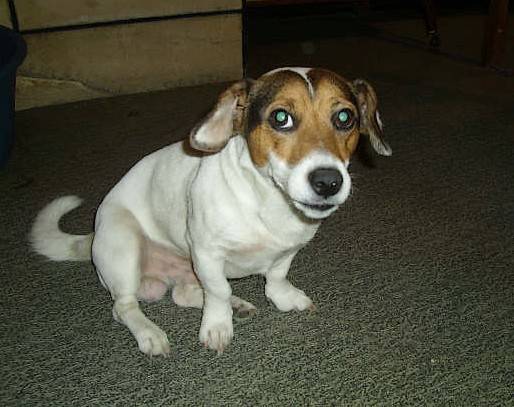 Youk - Jack Russell