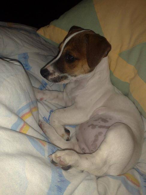 Easy - Jack Russell